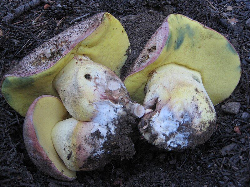 File:Butyriboletus abieticola 243555.jpg