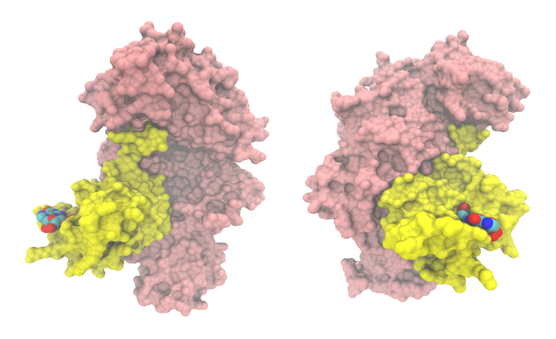 File:Cap-binding complex 1H2T.png