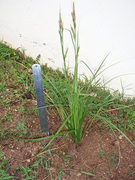 File:Carex bermudiana-00.JPG