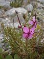 Flowers of Chamaenerion fleischeri