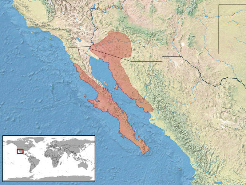 File:Chilomeniscus stramineus distribution.png