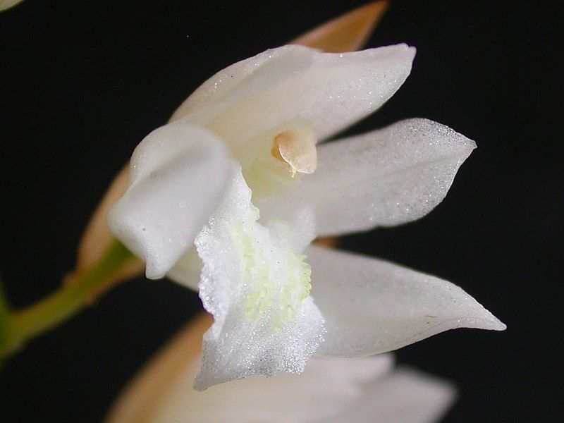 File:Coelogyne suaveolens.jpg