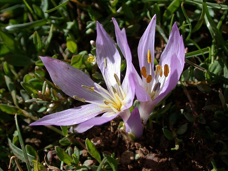 File:Colchicum brachyphyllum.JPG