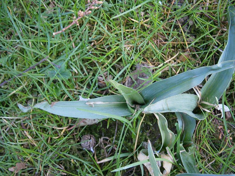 File:Colchicum hungaricum leaves.jpg