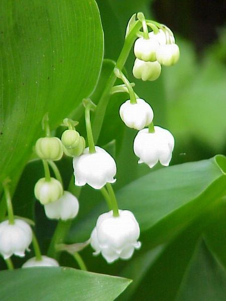 File:Convallaria majalis0.jpg