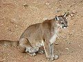 Cougar (Puma concolor)