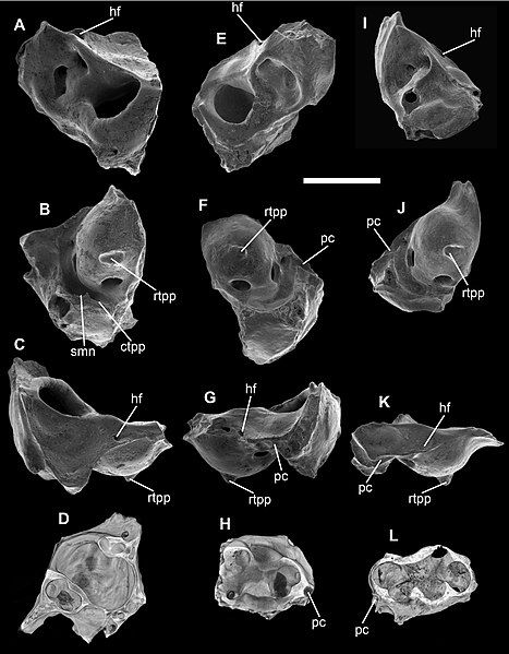 File:Djarthia murgonensis.jpg