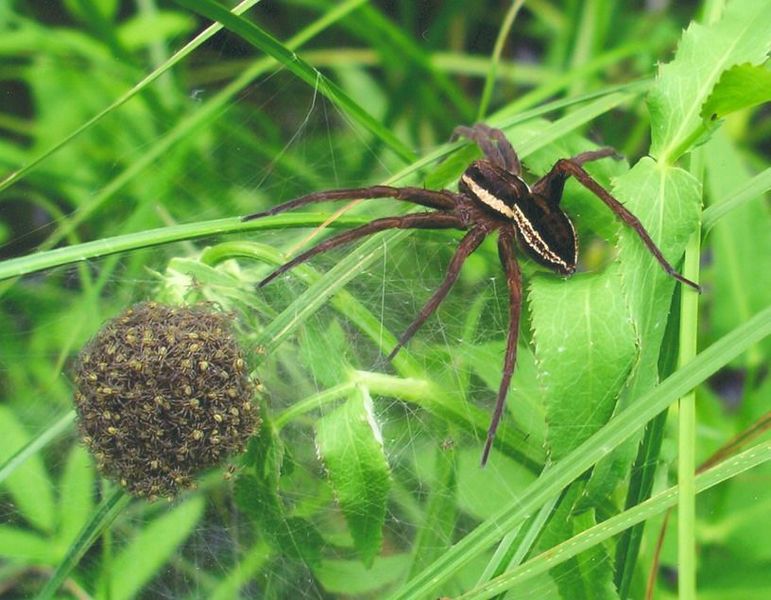 File:Dolomedes fimbriatus.jpg