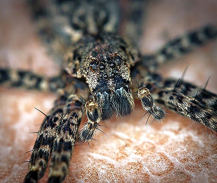 File:Dolomedes tenebrosus eyeset.jpg