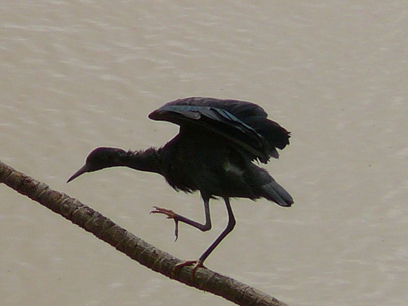 File:Egretta ardesiaca 0004.jpg