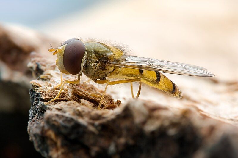 File:Episyrphus balteatus side.jpg