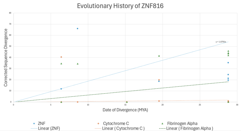 File:EvolutionZNF816.png