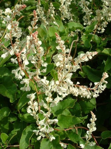 File:Fallopia aubertii1.jpg