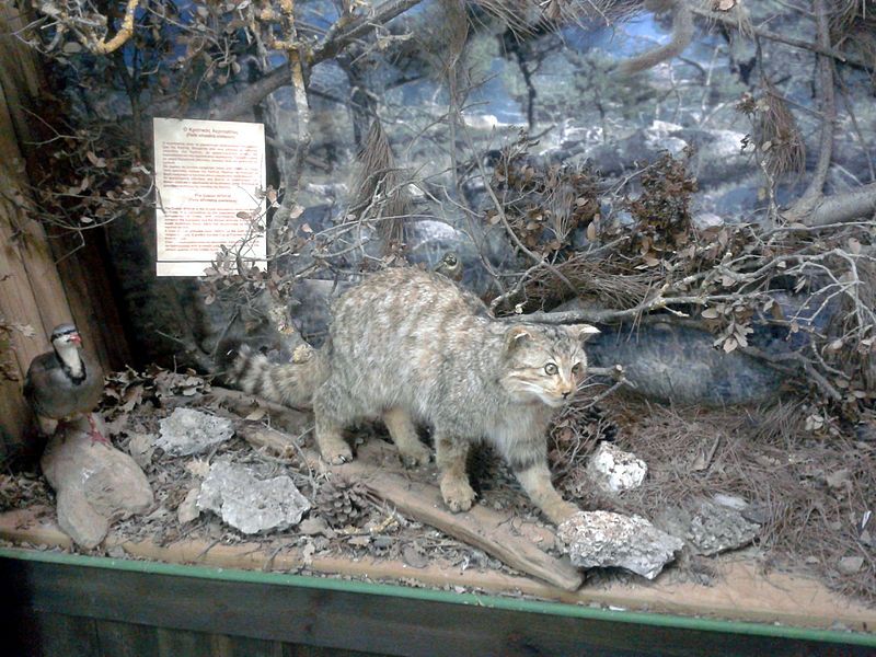 File:Felis silvestris cretensis.jpg