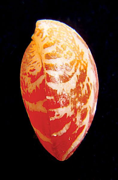 File:Frenulina sanguinolenta lateral.jpg