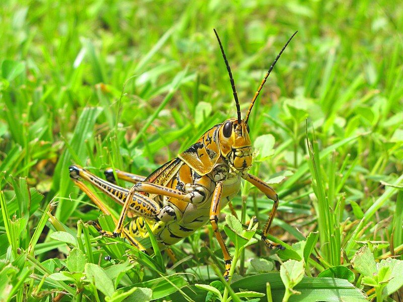 File:GaogiersGrasshopper.jpg