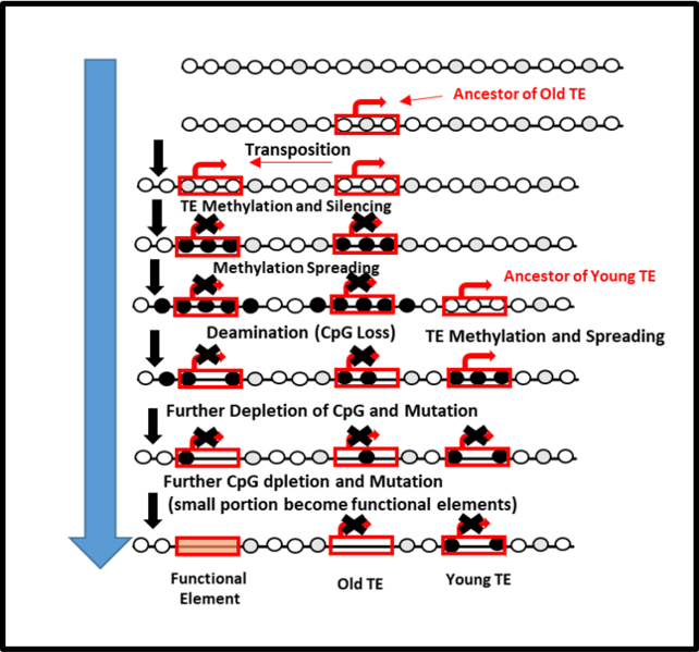 File:Genome Expansion.png