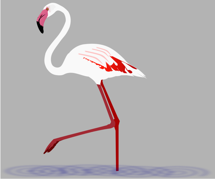 File:Greater Flamingo.svg