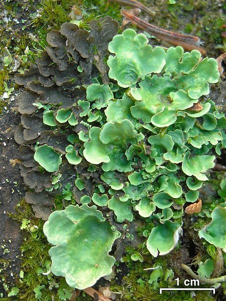 File:Greenlight Lichen (5107152650).jpg