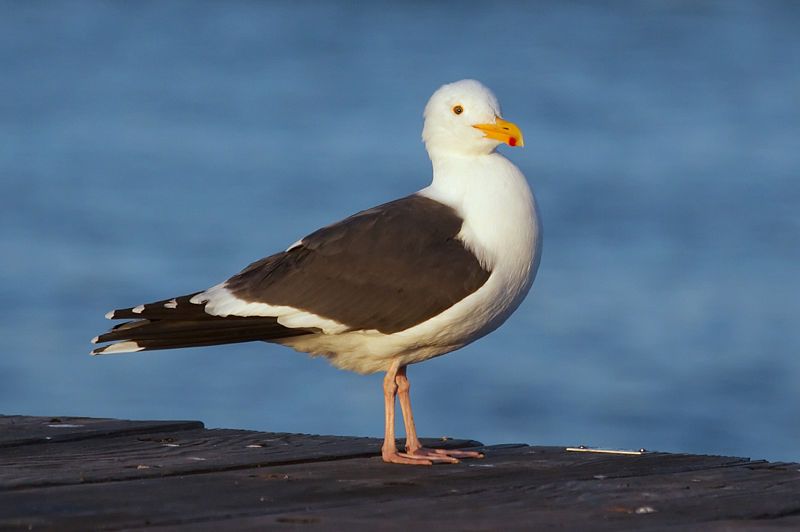 File:Gull 4837.jpg