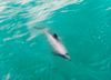 A Hector's (Maui's) Dolphin