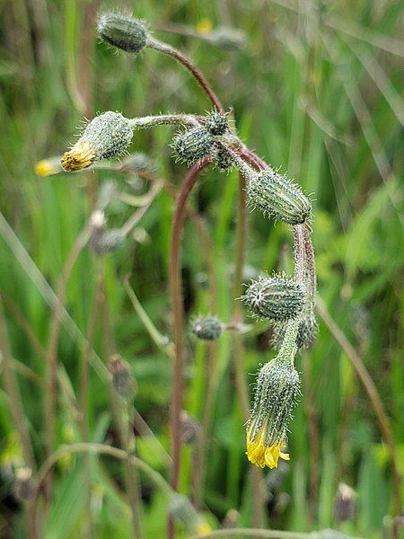 File:Hieracium schultzii.jpg