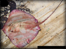 The stingray Maculabatis randalli, displaying a vaguely kite-like shape, resting on sediment, photographed from above