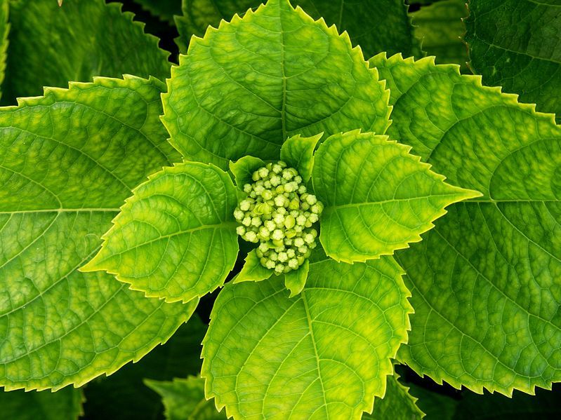 File:Hortensia-1.jpg