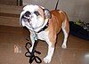 Jack the Bulldog, at his home in Wolfington Hall Jesuit Residence.