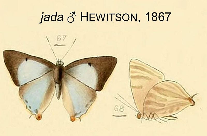 File:JadaHew1867OD.jpg