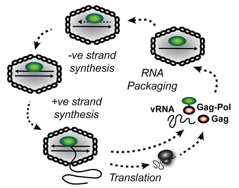 File:Journal.ppat.1005890.g001.A.jpg