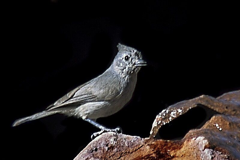 File:Juniper Titmouse.jpg