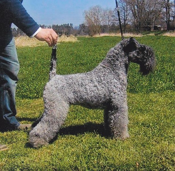 File:Kerry Blue Terrier.jpg