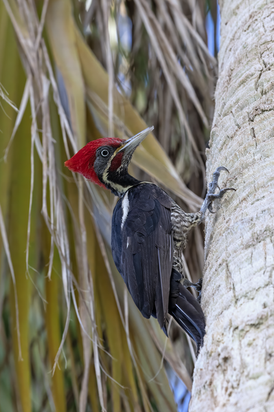 File:Lineated Woodpecker Akumal.png