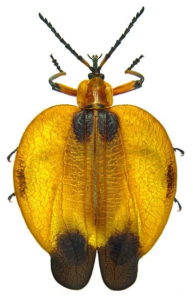 File:Lycus trabeatus.jpg