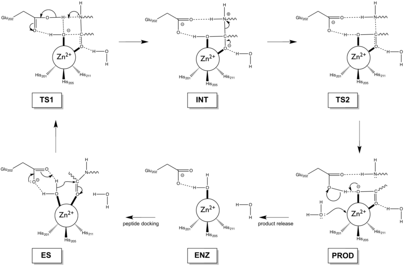 File:MMP3 mechanism.png