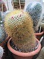 Mamillaria rhodantha