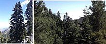 Moroccan fir forest within the Talassemtane National Park.