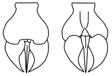 Reconstruction of the telson of Megalograptus ohioensis