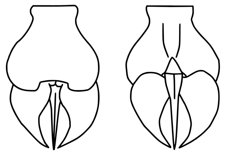 File:Megalograptus ohioensis telson.png