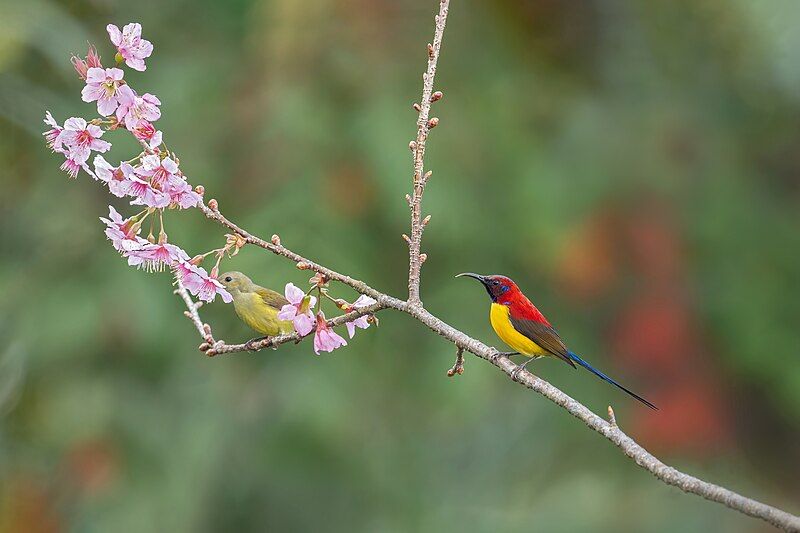 File:Mrs. Gould's-Sunbird.jpg