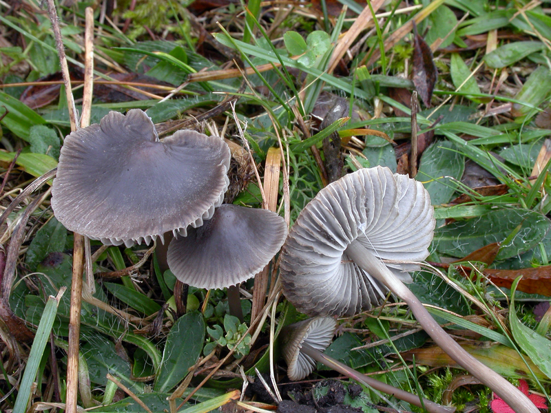 File:Mycena aetites.png