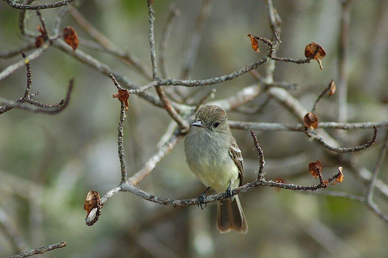 File:Myiarchus magnirostris -Galapagos-8.jpg