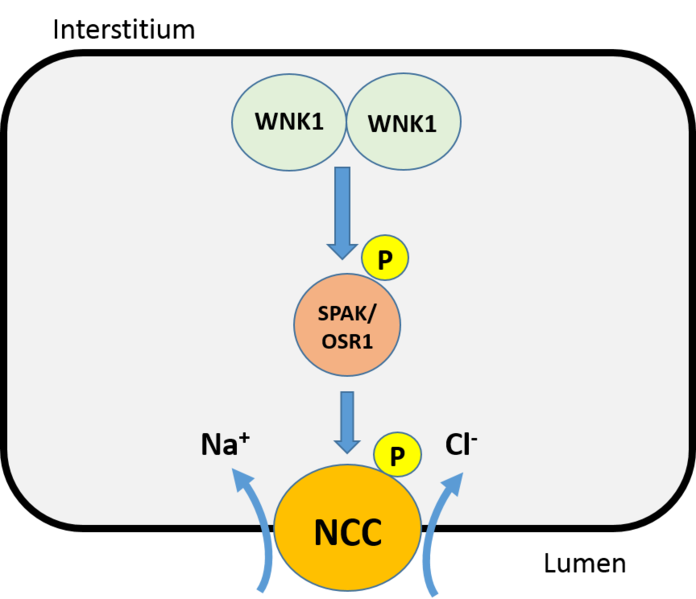 File:NCC diagram.png