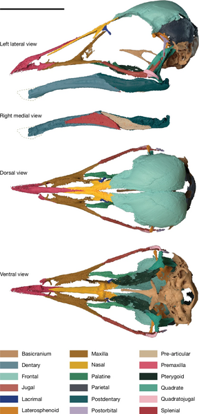 File:Navaornis skull.webp