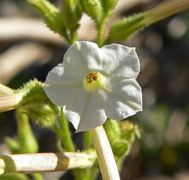 File:Nicotiana attenuata 4.jpg