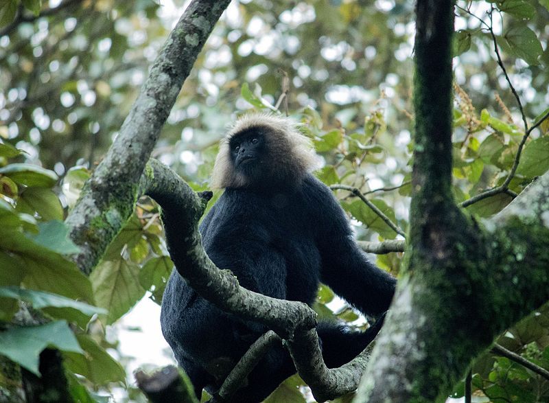 File:Nilgiri Langur,Manjolai.jpg