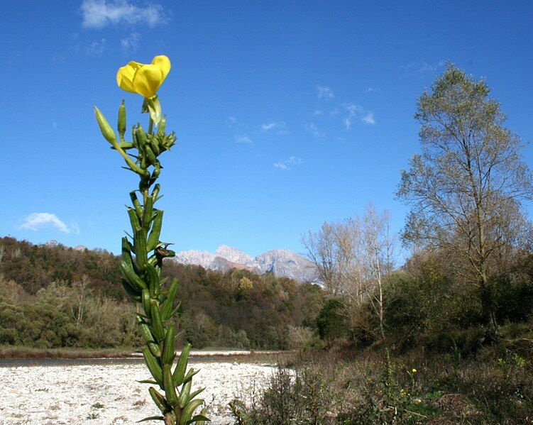 File:Oenothera biennis ENBLA02.jpeg