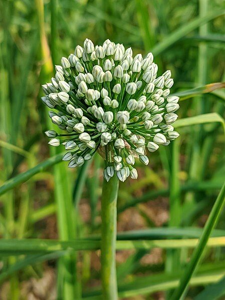 File:Onion Flower Bangladesh.jpg