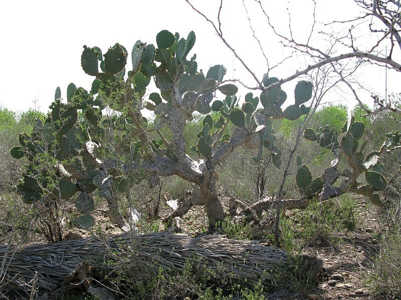 File:Opuntia-alta-rio-grande-city.jpg